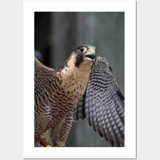 Peregrine Falcon Posters and Art